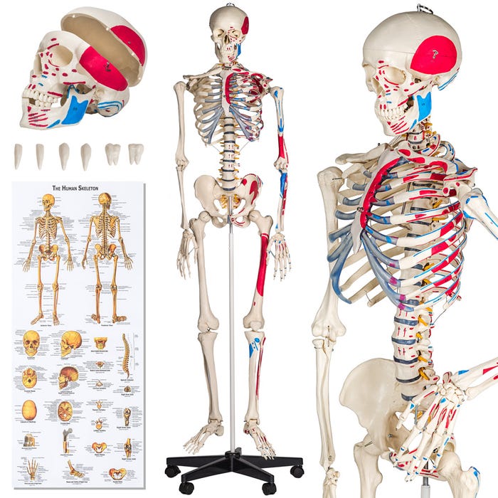 180 cm Menselijke skelet model + spier-markering + nummering